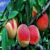 Elberta Peach tree seeds