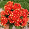 🌺Golden Fox Longevity Flower Seeds—Health And Longevity