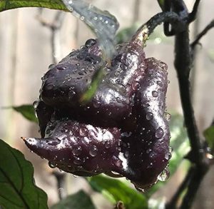 Carolina Black Reaper (hot chilli top) seeds