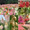 Garden Snapdragon (Ghost Face Flower 🌺) Seeds