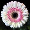 Pink white gerbera flower seeds, sunflower