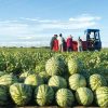 Last Day 70%OFF - Lazy Man's Watermelon Seeds
