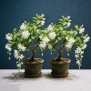 Winter-Friendly Hanging Jasmine – Dreamy Indoor Fragrant Flower