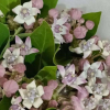 Candy Flower,Horn Melon Flower