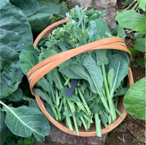 Chinese Broccoli Seeds
