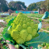 Pagoda Vegetable Seeds