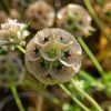 ⭐Starflower Pincushion Seeds