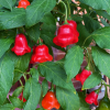 Chilli Pepper Bishops Crown Seeds (Capsicum baccatum)