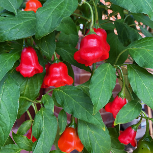 Chilli Pepper Bishops Crown Seeds (Capsicum baccatum)