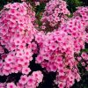 Home Garden Plants 100 Seeds Outdoor perennial PHLOX seeds,planting Phlox Flower Seeds 6