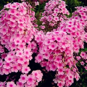 Home Garden Plants 100 Seeds Outdoor perennial PHLOX seeds,planting Phlox Flower Seeds 6