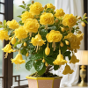 🌺Lantern Flower Seeds-Yellow