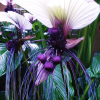 Rare Exotic White Bat Flower Seeds | Tacca Integrifolia