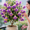 🌺Lantern Flower Seeds-Purple