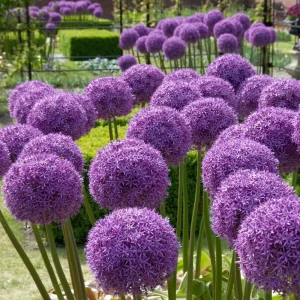 Giant Allium Giganteum Ornamental Onion Flower