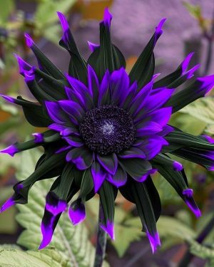 Purple Flame Sunflower