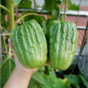 Big Top Bitter Melon Seeds