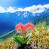 Red Stone Orchid Flower Rare Plant Seeds🌼