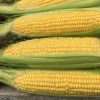 Sweet Corn Moonshine F1