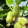 🥒Thumb Cucumber Seeds