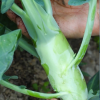 Chicken Leg Kale Seeds