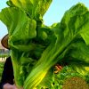 Large Leaf Stuffed Sweet Mustard Seeds