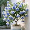 🌺Lantern Flower Seeds-Blue
