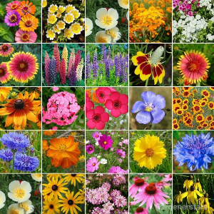 ✨Midwest Wildflower Seed Mix-Low Maintenance👨‍🌾