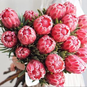 South African Princess Flower Seeds