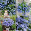 Blue Snowflake Seeds Sky Flower